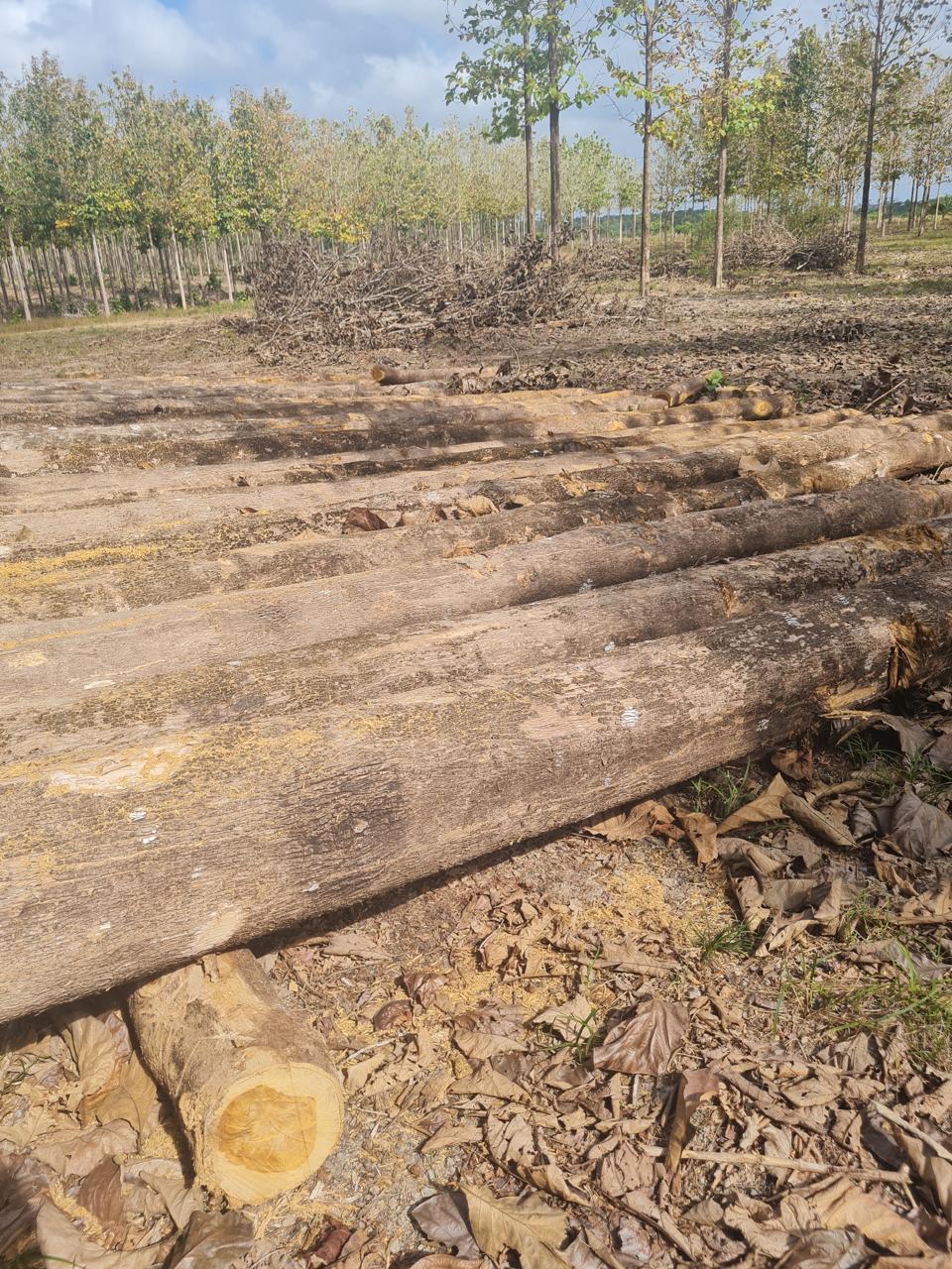 Toras longas de teca alinhadas no campo