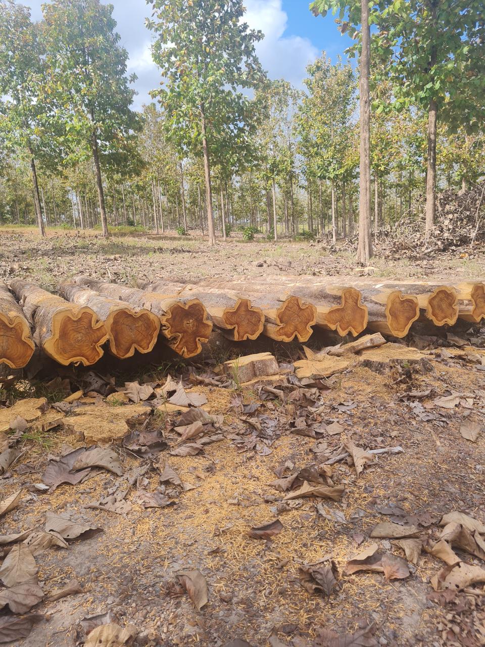 Fileira de toras de teca recém-cortadas mostrando o cerne dourado