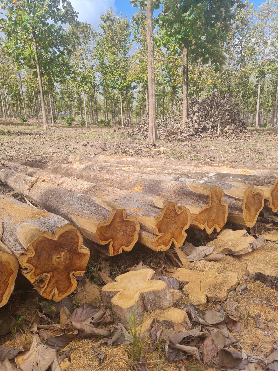 Cabeceiras numeradas de toras de teca na plantação