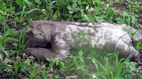 Sloth recorded in the property's native reserve