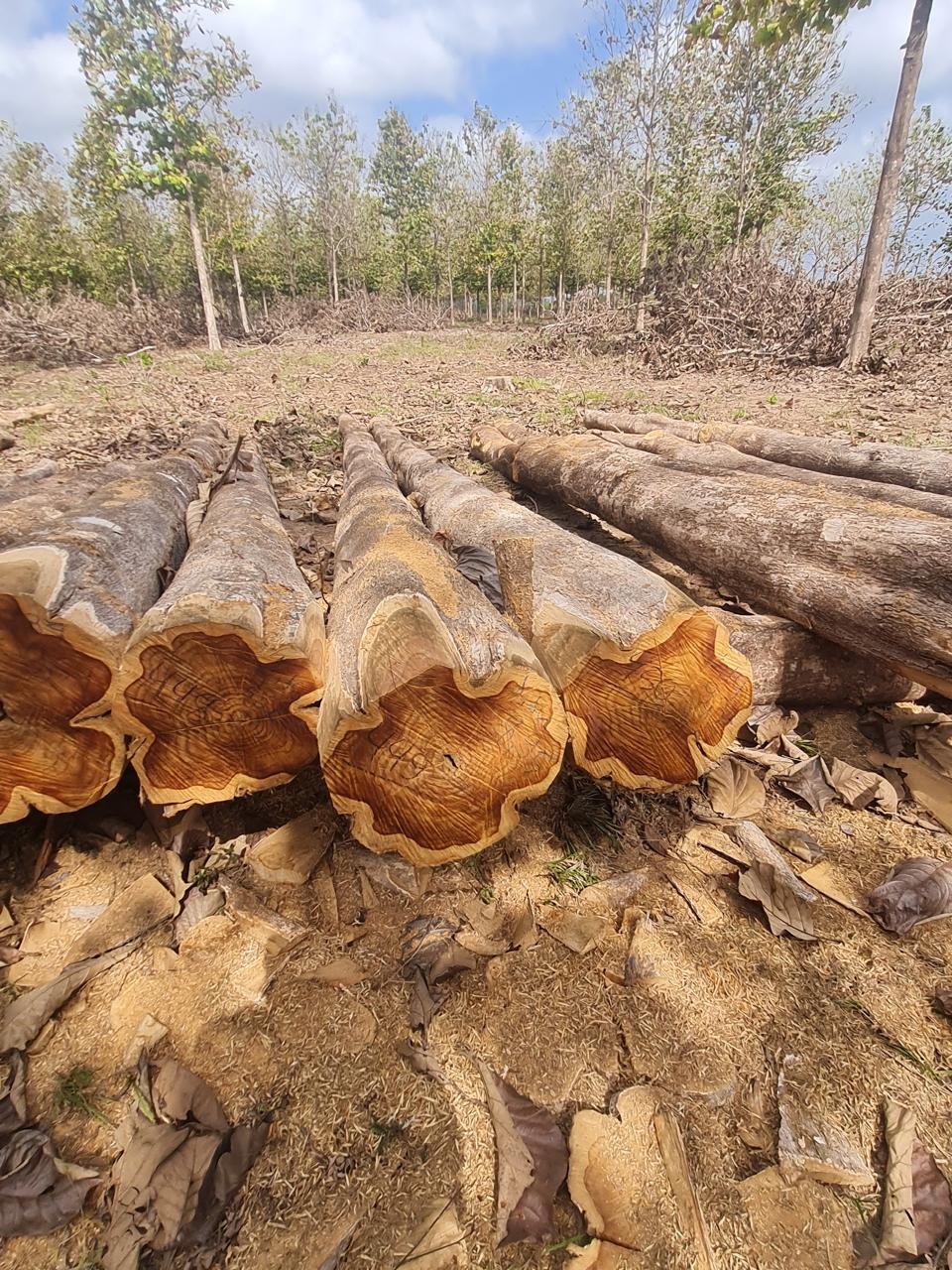 Toras de teca identificadas na plantação