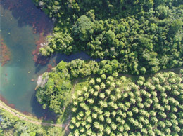 Aerial view of teak stands next to native forest and river