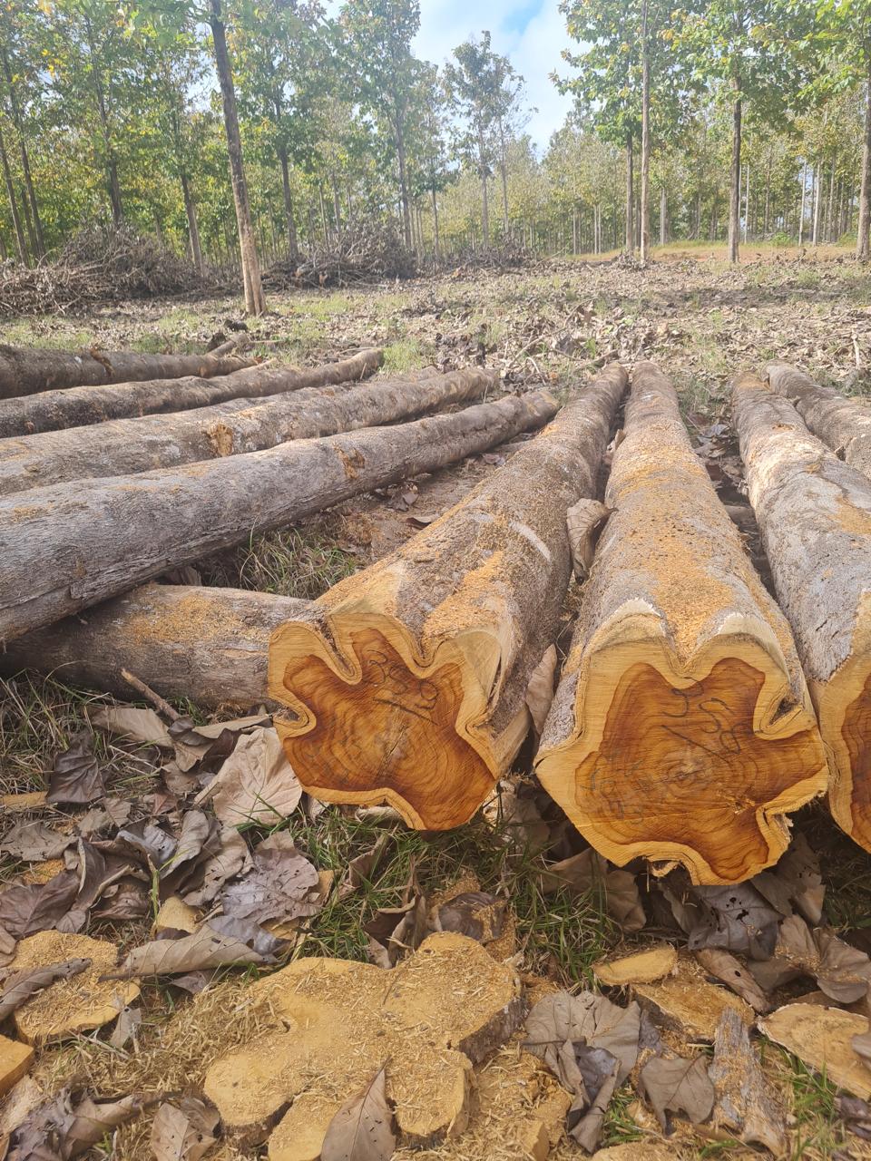 Detalhe do cerne e do alburno fino da teca