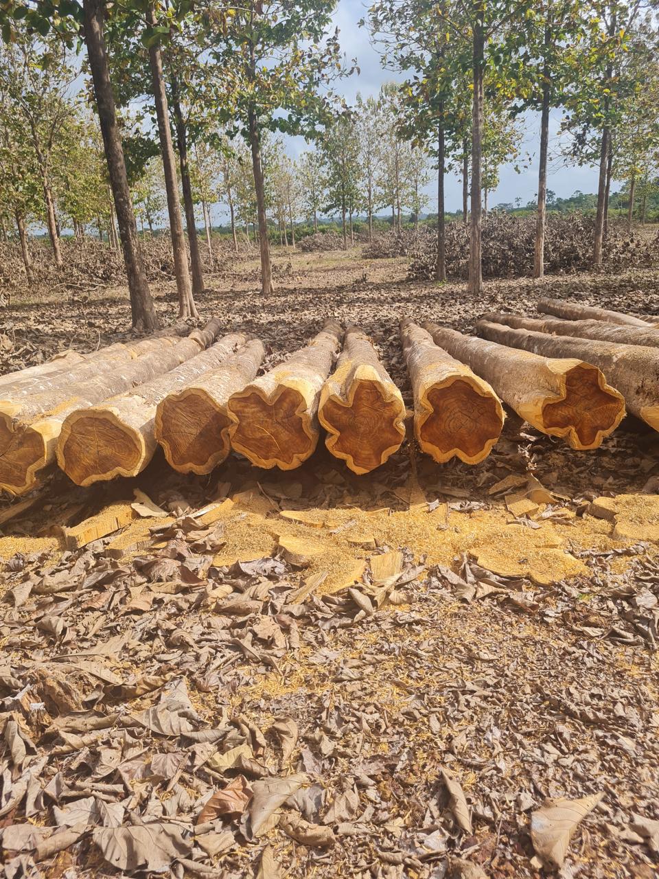 Toras de teca prontas para coleta