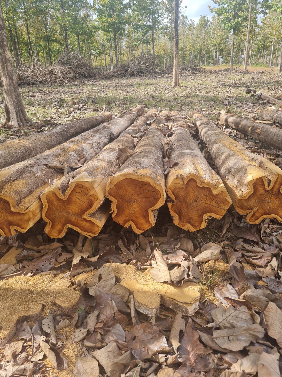 Toras de teca empilhadas com numeração